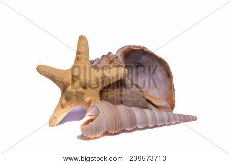 Shellfish, Raman And Starfish On A White Background