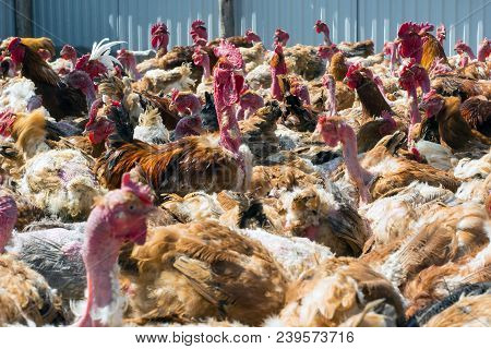 A Herd Of Chickens And Cocks On The Background Of A Metal Fence