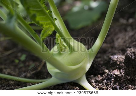 a green lettuce close up in the detail