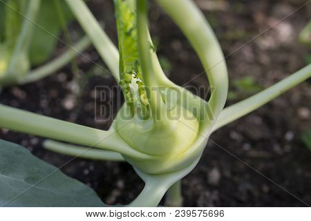 A Green Lettuce Close Up In The Detail