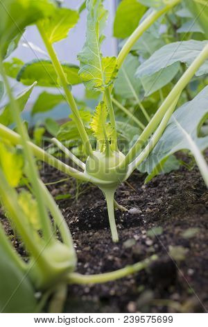 a green lettuce close up in the detail