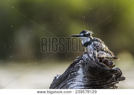 Pied Kingfisher In Kruger National Park, South Africa ; Specie Ceryle Rudis Family Of Alcedinidae