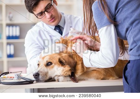 Doctor and assistant checking up golden retriever dog in vet cli