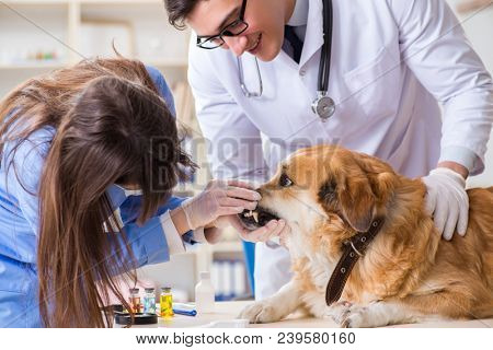 Doctor and assistant checking up golden retriever dog in vet cli