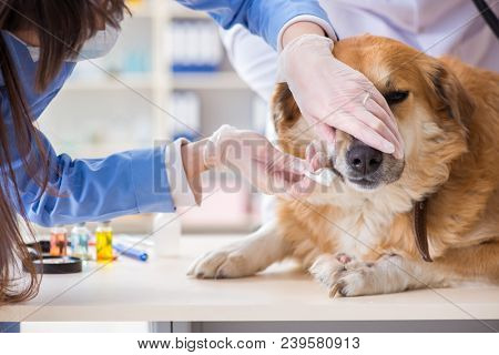Doctor and assistant checking up golden retriever dog in vet cli