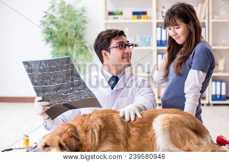 Doctor and assistant checking up golden retriever dog in vet cli