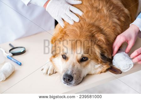 Doctor and assistant checking up golden retriever dog in vet cli