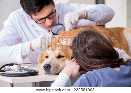 Doctor and assistant checking up golden retriever dog in vet cli
