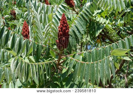 Carmine Clusters Of Fruits Of Rhus Typhina