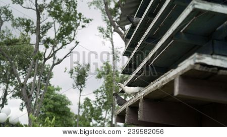 Beautiful Pigeon For Pigeons. Pigeon In The Park. 
High Pigeon In The Zoo.house For Pigeons.