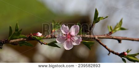 Spring Natural Blurred Background With Pink Flowering Spring Blossom. 
Blossoming Cherry Close-up.