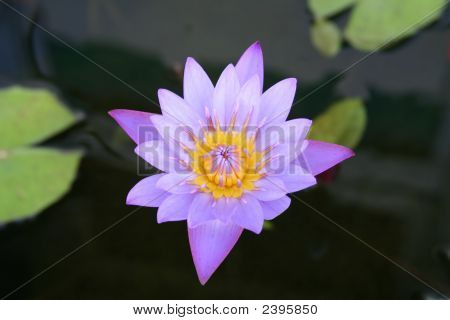 Waterlily