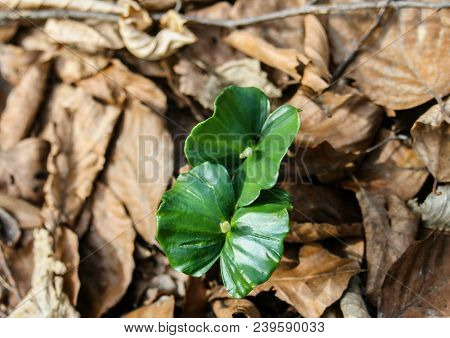 Background Plants. Small Tree. Pattern Brown And Green