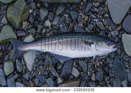 Fresh Pollock Fish, Coalfish, Saithe Fish On Stony Shore Of Fjord Norway