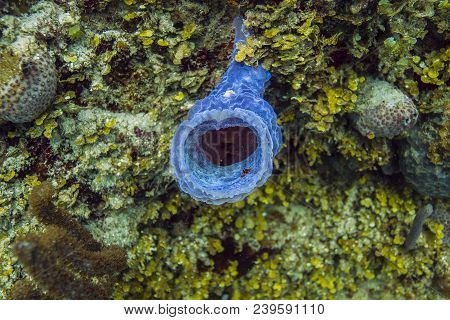 Single Branch Of Callyspongia Vaginalis In A Reef