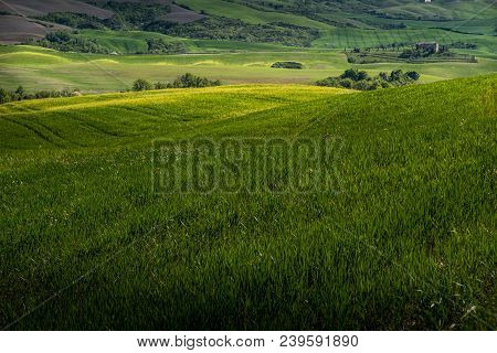 Asciano, Tuscany, Italy - Landscape With Yellow Flowers In The Crete Senesi