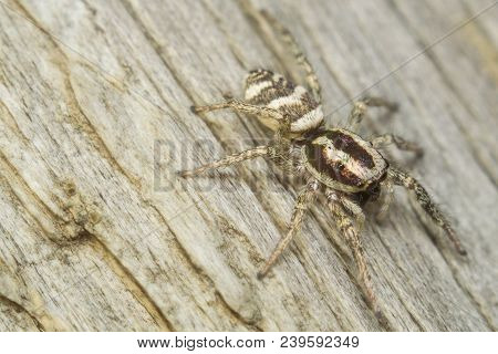 Spider Salticidae Horse Macro Photos Close-up On The Tree