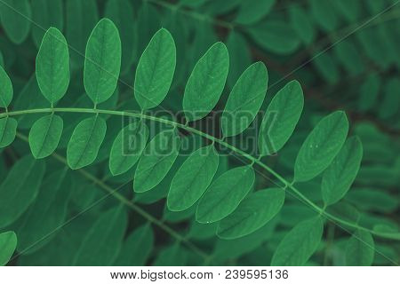 Green Leaf  Texture Or Background. Evergreen Plant Shoted Close Up. Ceative Layout. Flat Lay. Nature
