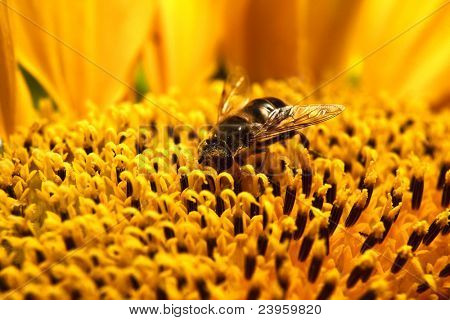 zbliżenie Bee na słonecznik. Makro.