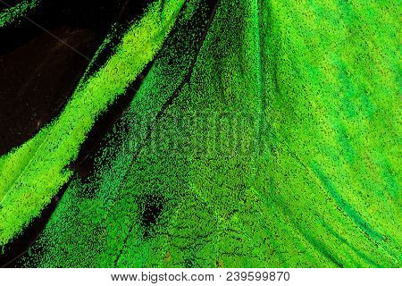 Detailed macro photo of a shiny green tropical birdwing butterfly (ornithoptera priamus) wing