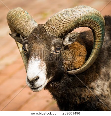 Animal Portrait Of Mouflon Or Wild Goat With Big Curvy Horns.