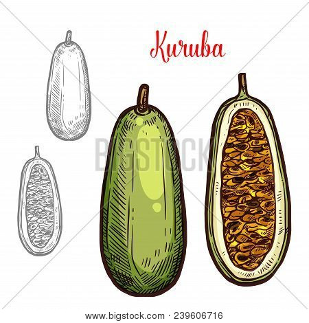 Kuruba Fruit Sketch Color Icon. Vector Botanical Sketch Design Of Exotic Tropical Kuruba Or Tahoe Pl