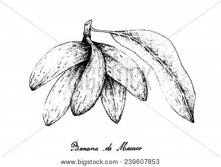 Tropical Fruit, Illustration Of Hand Drawn Sketch Banana De Macaco, Porcelia Macrocarpa Fruits Isola