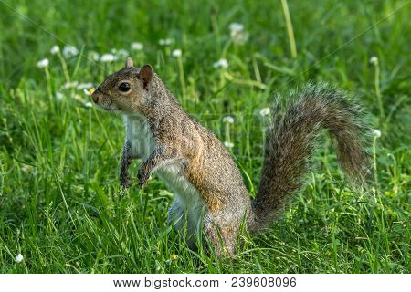 Gray Squirrel In Front Of A Tree Eats A Hazelnut Holding It With Paws, Frontal Portrait, Background 