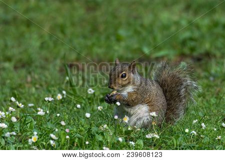 Gray Squirrel In Front Of A Tree Eats A Hazelnut Holding It With Paws, Frontal Portrait, Background 