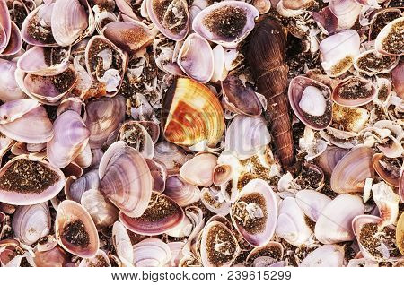 A Variety Of Different Shells On A Beach In The Can Gio Area Of South Vietnam.