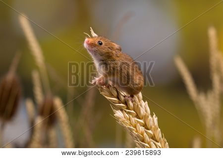 Micromys minutus or Harvest Mouse in wheat field
