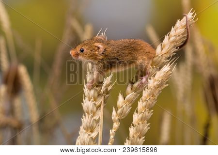 Micromys minutus or Harvest Mouse in wheat field
