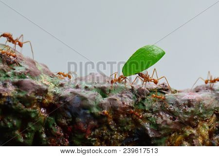 Leaf Cutter Ants Carry A  Leaf To Their Final Destination.