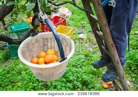 Orange Harvest Time