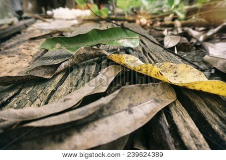 Dry Leaves Lying On Top Of Old Broken Wood Board