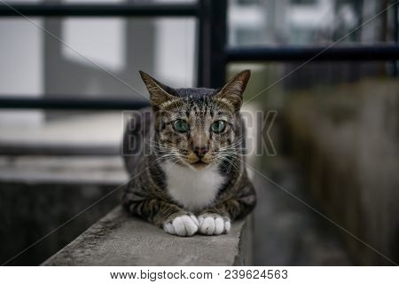 Street Stray Cat With Sharp Intense Look