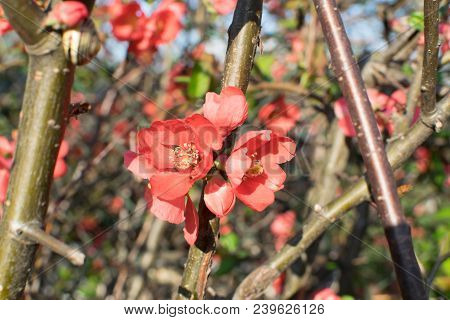 Red Flowers Of Superba In Spring