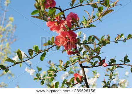 Red Flowers Of Superba In Spring