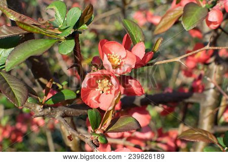 Red Flowers Of Superba In Spring