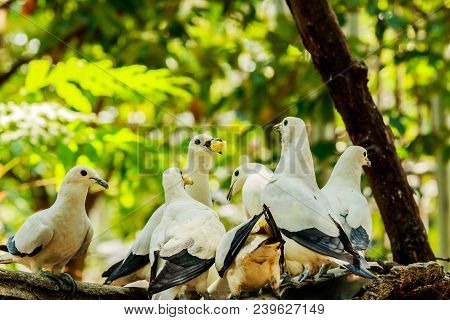 White Pigion Eating Food In Forest On The Tree.