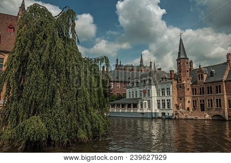 Leafy Tree With Old Brick Buildings On The Canal Edge In A Sunny Day At Bruges. With Many Canals And
