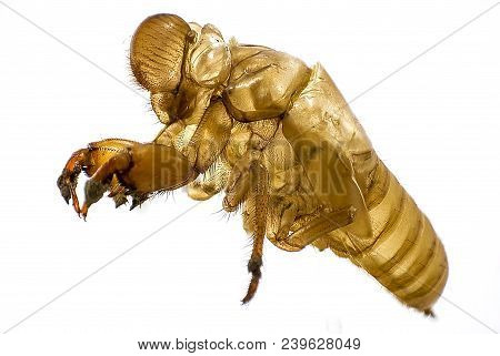 The Cicada Molting Or Shedding May Occur During A Particular Time Of The Year.