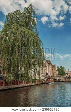 Bridge And Leafy Tree With Brick Buildings On The Canal Edge In A Sunny Day At Bruges. With Many Can