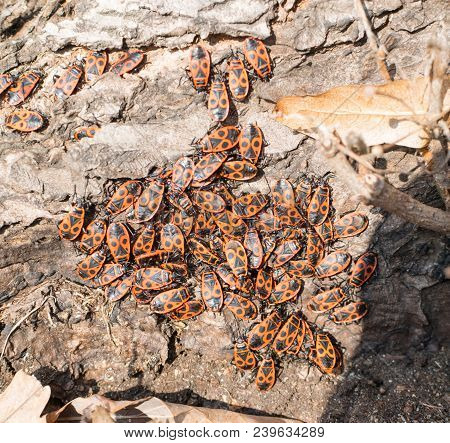 Accumulation Of Firebugs