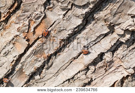 Accumulation Of Firebugs