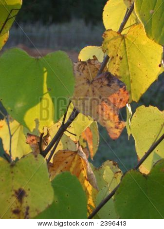 Redbud listí