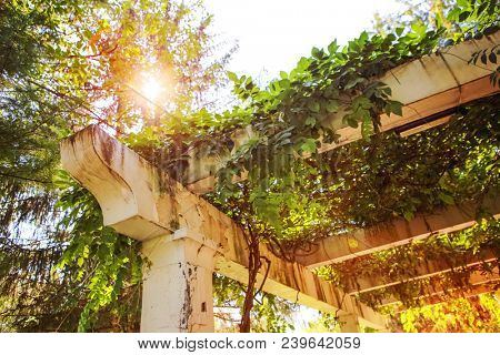 An old pergola in a garden with vines growing on it in the sunsh