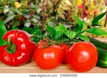 Cultivation Of Tomatoes, Cucumbers And Sweet Pepper. Fresh Vegetables On A Wooden Table In The Garde