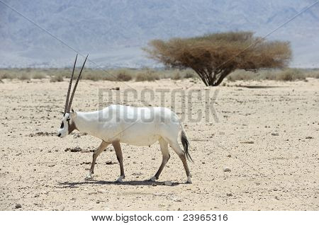 Oryx