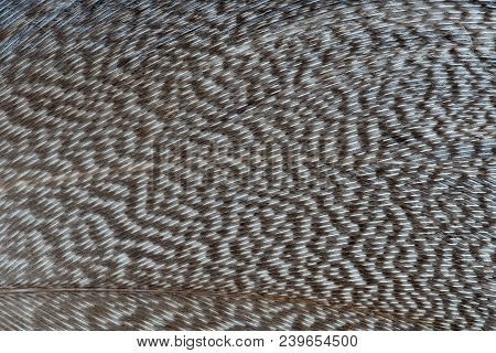 A Beautiful Feather With A Brown And White Pattern.